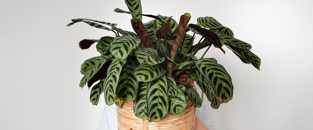 17 Pet-Friendly Houseplants - Decks by Premier