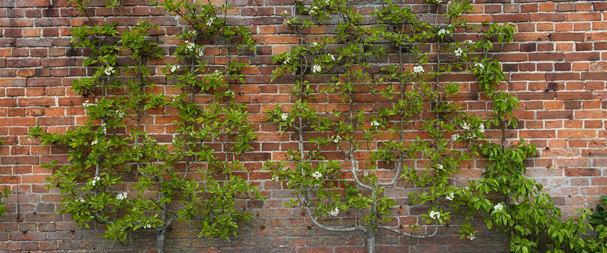 Palmetto verrier espalier