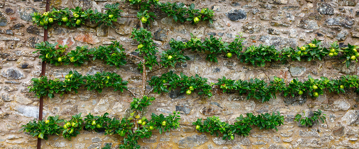 Candelabra espalier