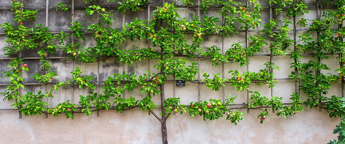 Espalier