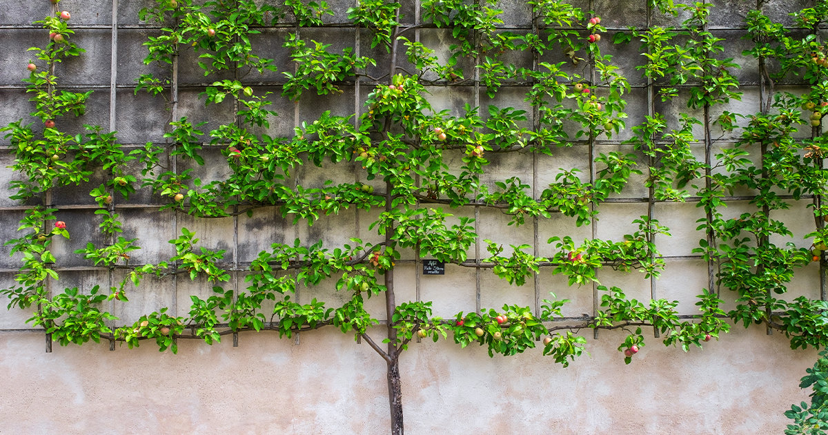 Espalier with fruit