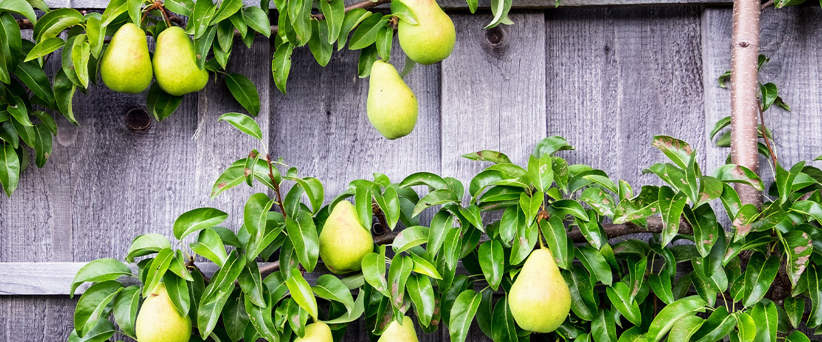 Pear tree espalier