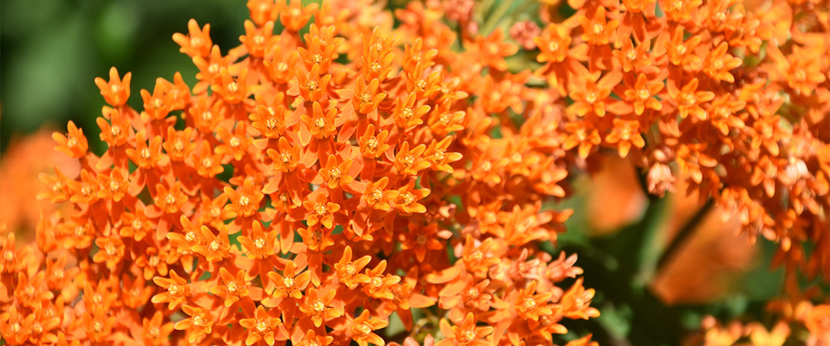 Butterfly weed flowers